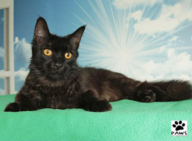 Adopt-A-Pet